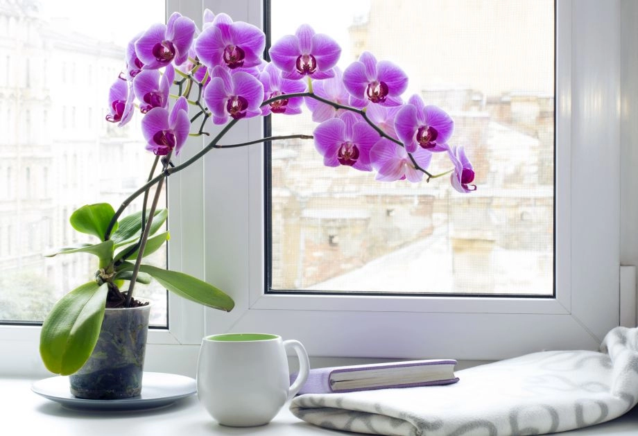Kako postići da orhideja cvjeta tijekom cijele godine